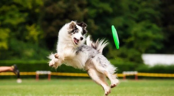 盛谷策略 狗狗智商比拼：边境牧羊犬秒懂主人，二哈却跑没影？