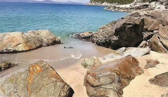 路易泽 江豚宝宝在深圳大鹏搁浅路人助它回家